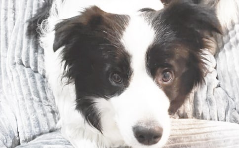 С�����۶����