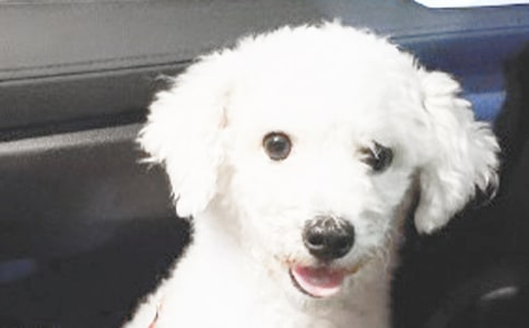 小狗钱钱读后感