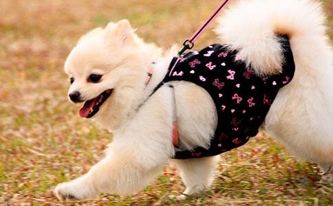 小狗钱钱读后感