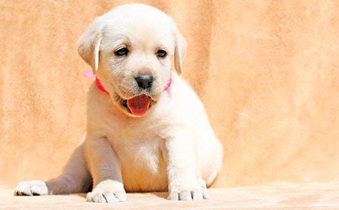 《八只小狗抬花轿》大班教案