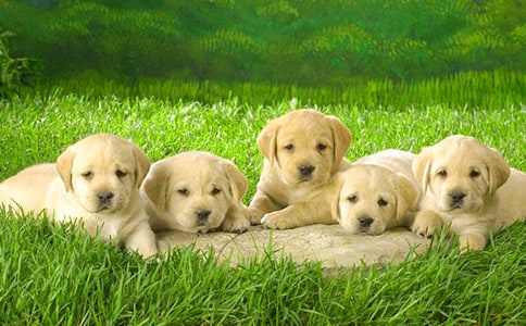 ��С��ǮǮ�������15ƪ