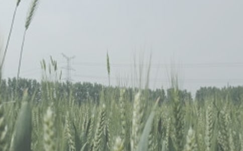 �а���ѧ�ڿ�ѧ�̰�����ֲС��