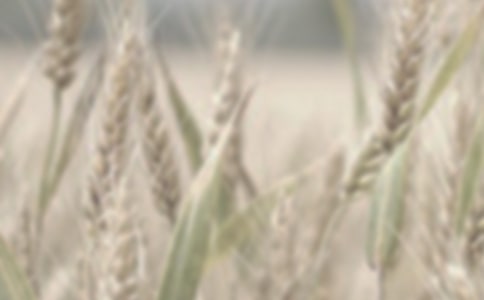 ��׼С���չ���ͬ