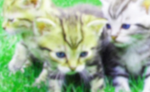 �����޶�������Сè���̰�