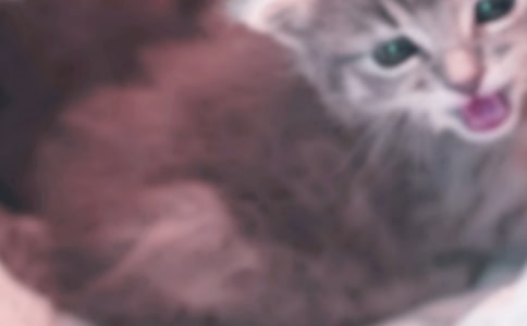 �����޶�������Сè���Ľ�ѧ���