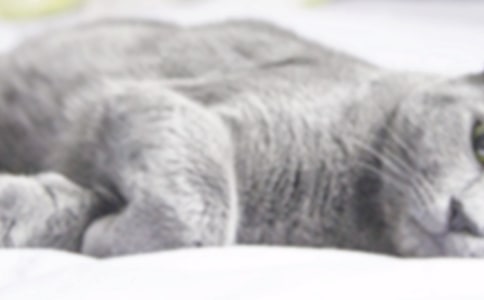 ��Сè�����������