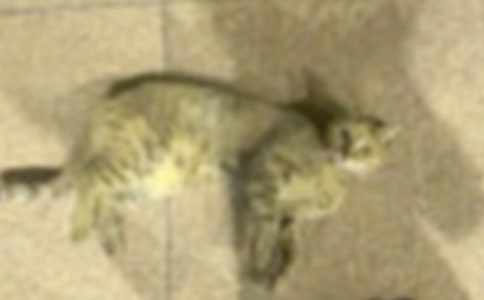 小猫出生在秘密山洞观后感