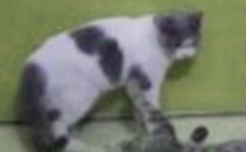 《小猫巴克里》观后感