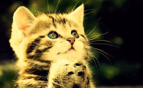 С��̰�Сè������