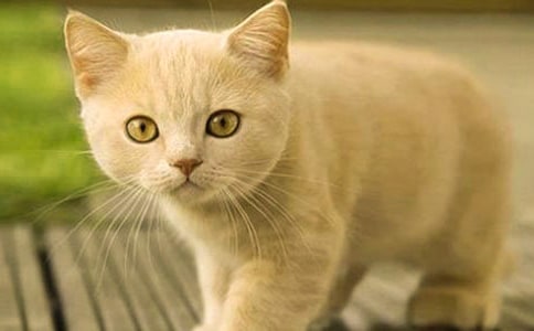 С����¡�Сè���䡷�̰�