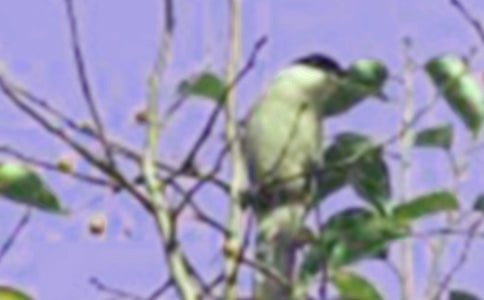 小鸟和大树的教案