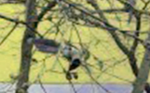 ���Ҹ�С�񰲸��ҡ��������̰�