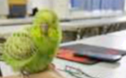 ��С���ѧ��ƣ�ͨ��11ƪ��