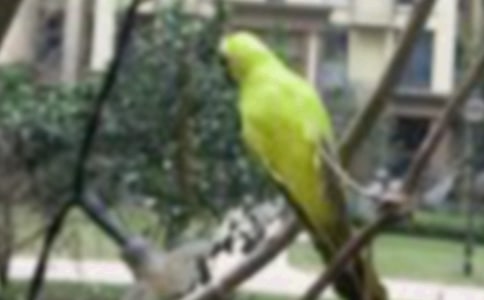 《一只小鸟》读后感