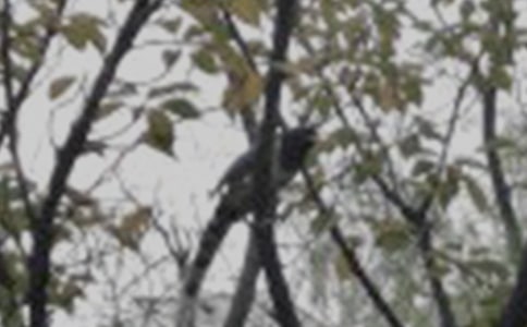 《一只小鸟》读后感13篇