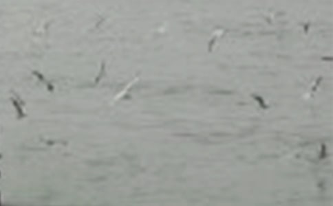 小班语言教案《小小鸟》