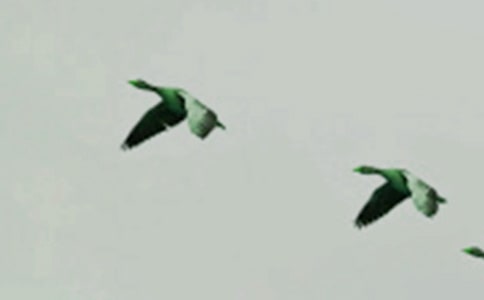 �а�����С��񻨰�̰�