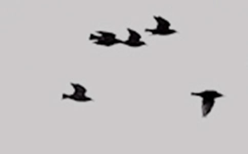 ��С�� С�񡷽�ѧ��˼