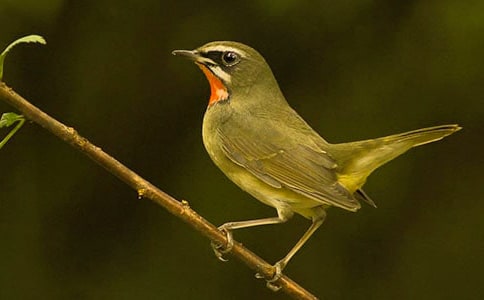 ����ŭ��С�񡷹ۺ��