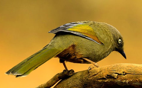 С��ļҽ�ѧ��˼