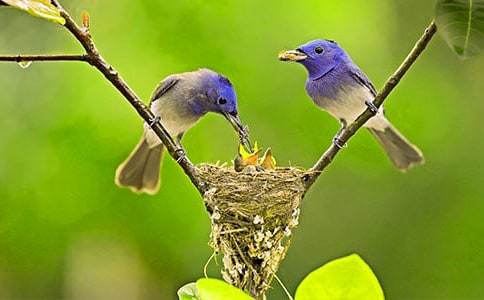 һֻС������