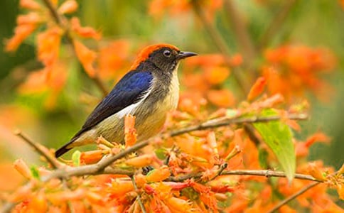 小鸟的教学设计
