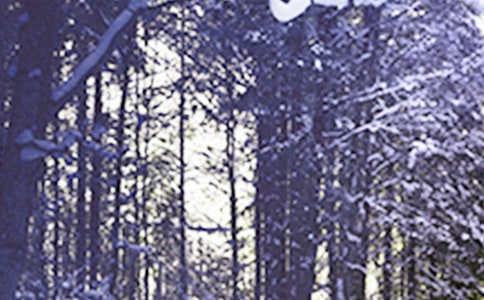 Сѩ�����ʺ���(�ر�15ƪ)