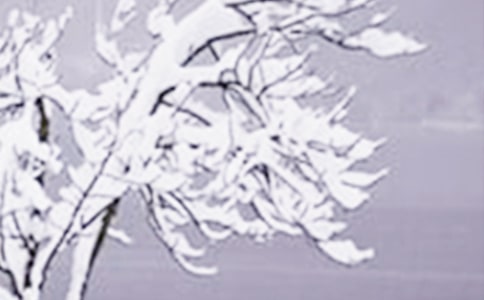 �а����Խ̰���Сѩ��