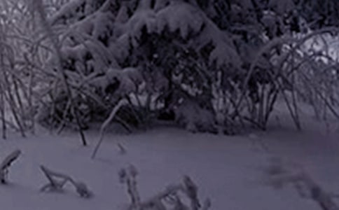 2024��Сѩ�ʺ���43��