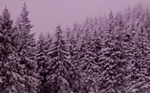 Сѩ�ʺ������36��