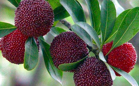 杨梅种植收购合同2篇