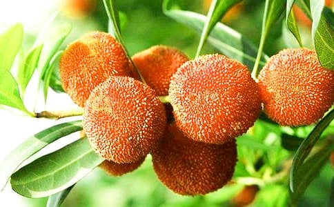 《萧山杨梅》教学设计范文