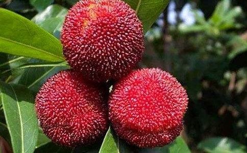 ��÷��ֲ�չ���ͬ����