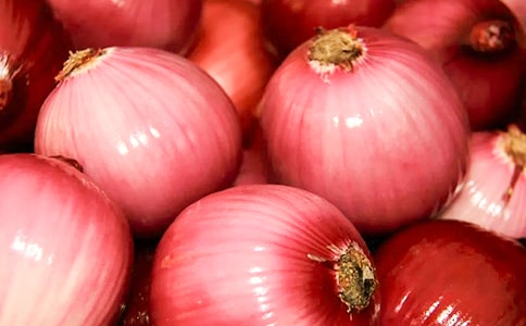 (热)读《洋葱头历险记》有感15篇