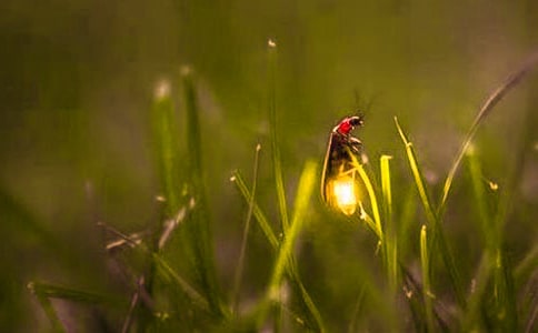 �����ټ�ө��桷�и�(��)