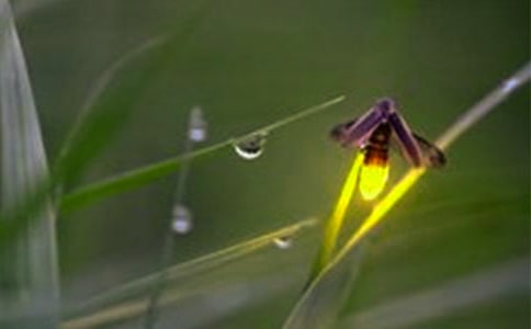 《萤火虫之墓》观后感11篇