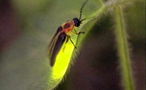 ��ө��桷��ѧ��˼