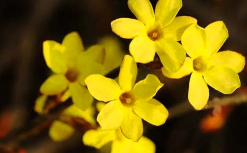 小班《迎春花》教案