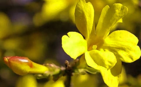 迎春花小班教案