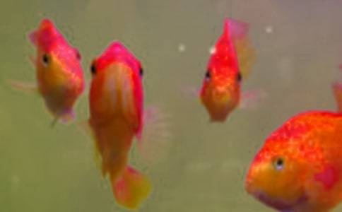 ����С�����ͬ�����Ƽ�