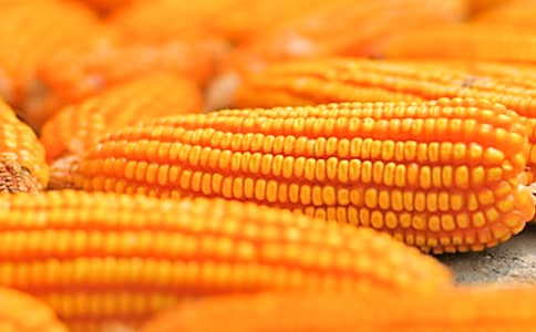 ����ʡũҵ��ֲ���׹����ͬ(���11ƪ)