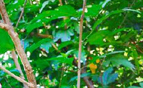 2025���̵���ܰ���簲�ʺ�����¼����76��