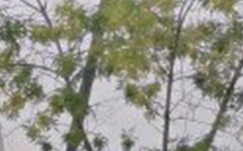 ���ö��˵��簲΢���ʺ���ժ¼33��