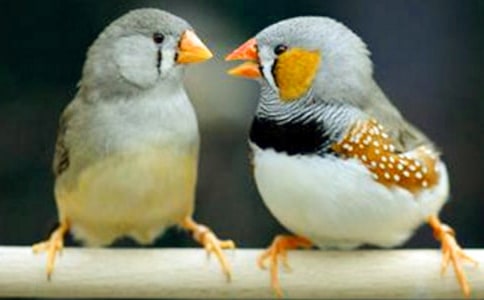 珍珠鸟教学设计汇编(15篇)