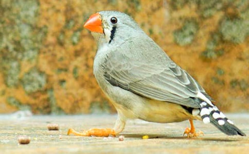 �������񡷽�ѧ��Ƽ���15ƪ