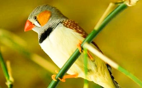 Сѧ���ġ������񡷽�ѧ���