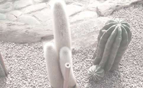 《正午的植物园》读后感