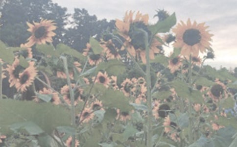 植物园观后感5篇