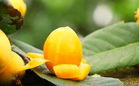 枇杷种植收购合同(通用4篇)