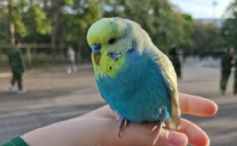 中班语言游戏鹦鹉学话教案